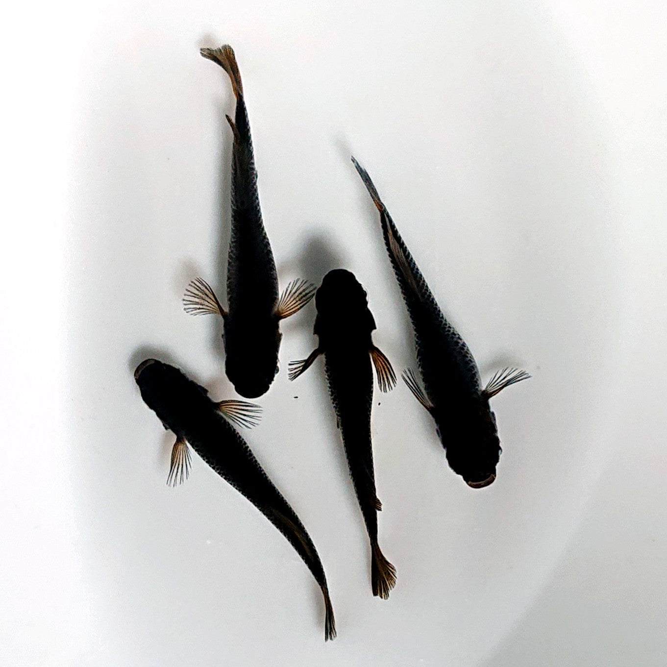 【現物】夢神 両眼アースアイ　2ペア　4033