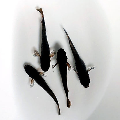 【現物】夢神 両眼アースアイ　2ペア　4033