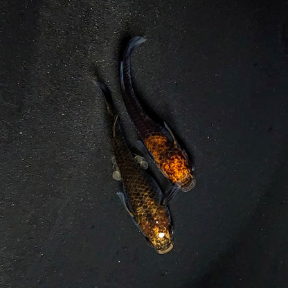 【いぶきの日】アトラスブルー　5匹＋保障1匹セット　4092