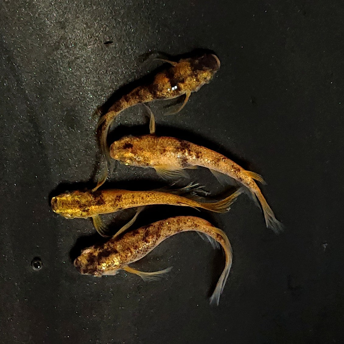 【現物】金閣ワイドフィン　2ペア　4035