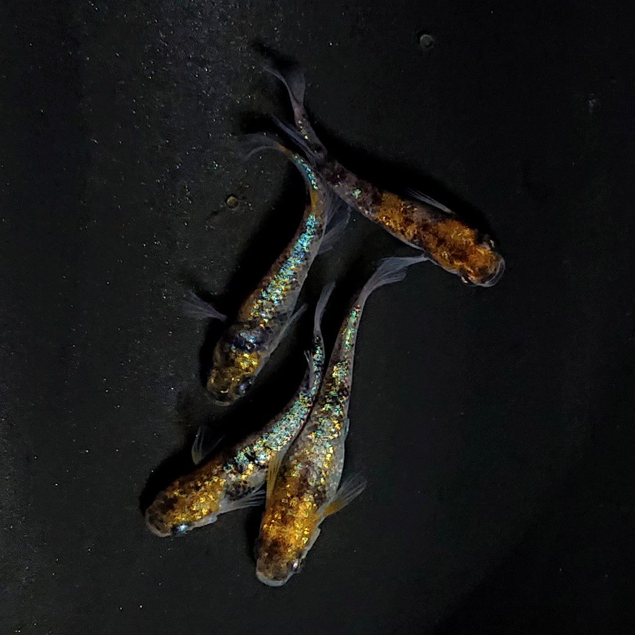 【現物】和墨星ラメ三色　2ペア　4031