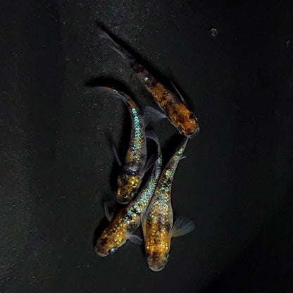 【現物】和墨星ラメ三色　2ペア　4031