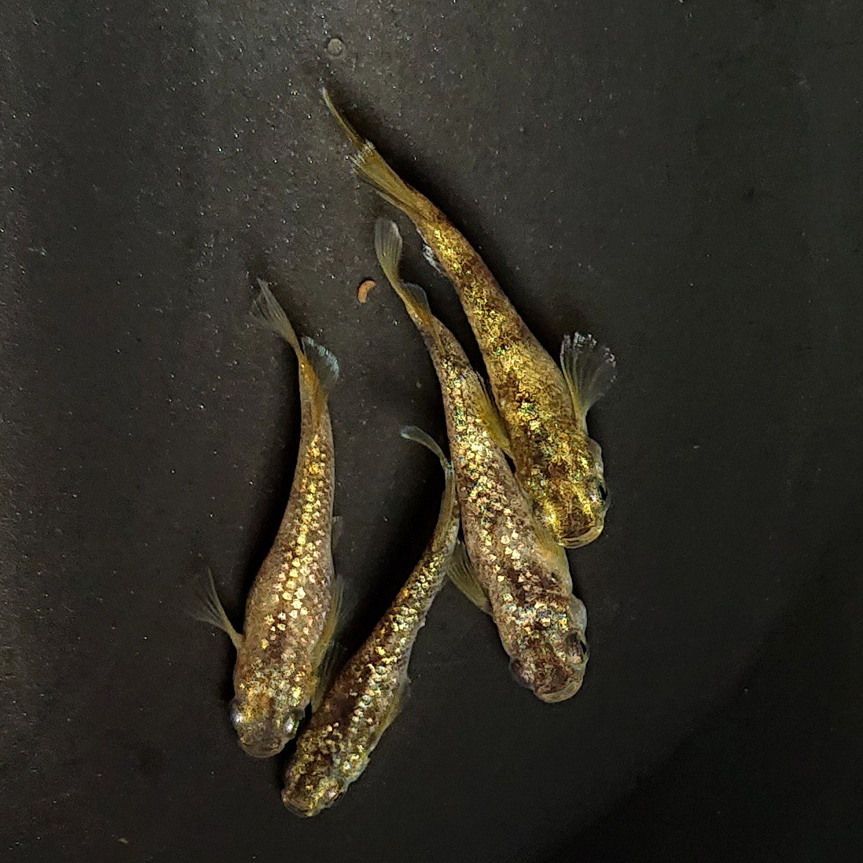 【現物】金箔和墨　2ペア　4032