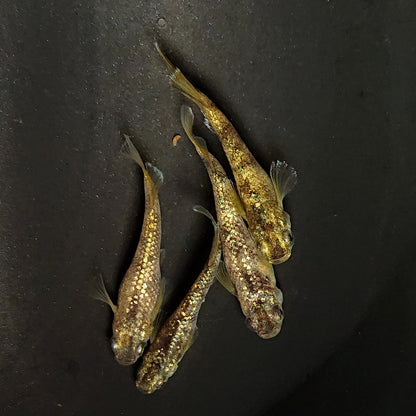 【現物】金箔和墨　2ペア　4032