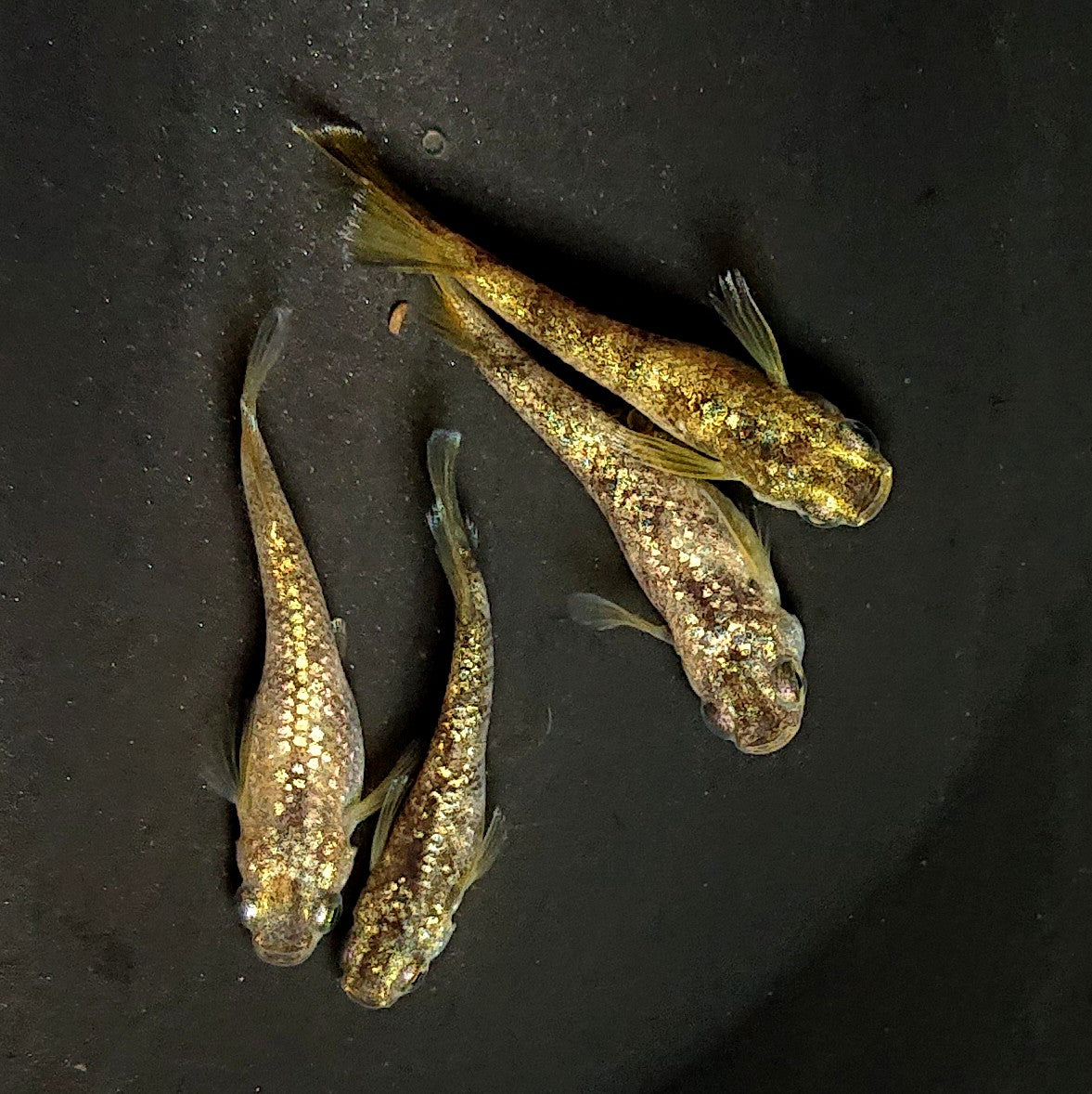 【現物】金箔和墨　2ペア　4032