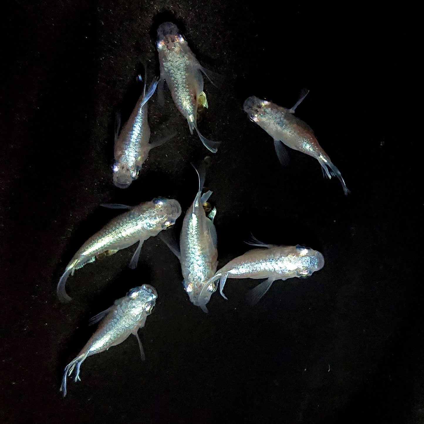 【現物】エンゼル　7匹　オス4メス3　4041