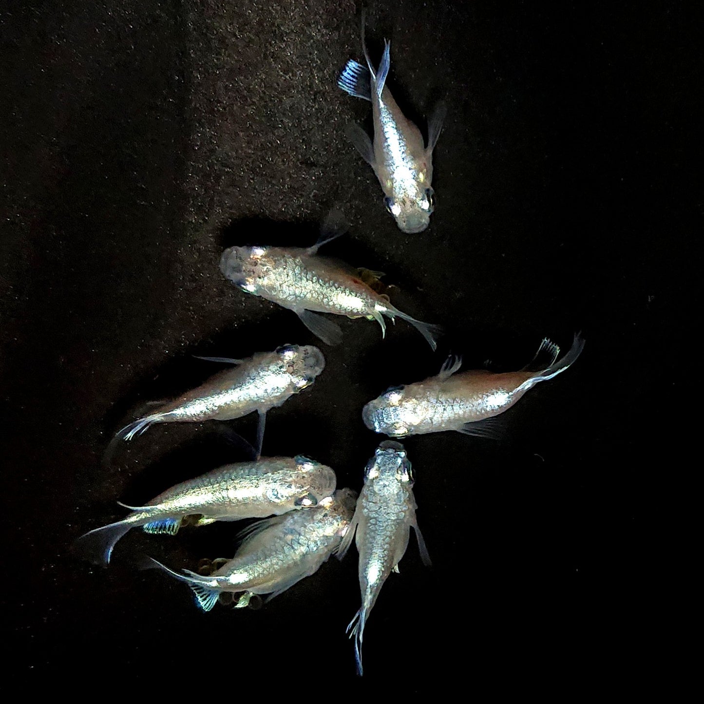 【現物】エンゼル　7匹　オス4メス3　4041