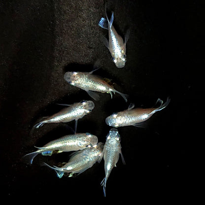 【現物】エンゼル　7匹　オス4メス3　4041