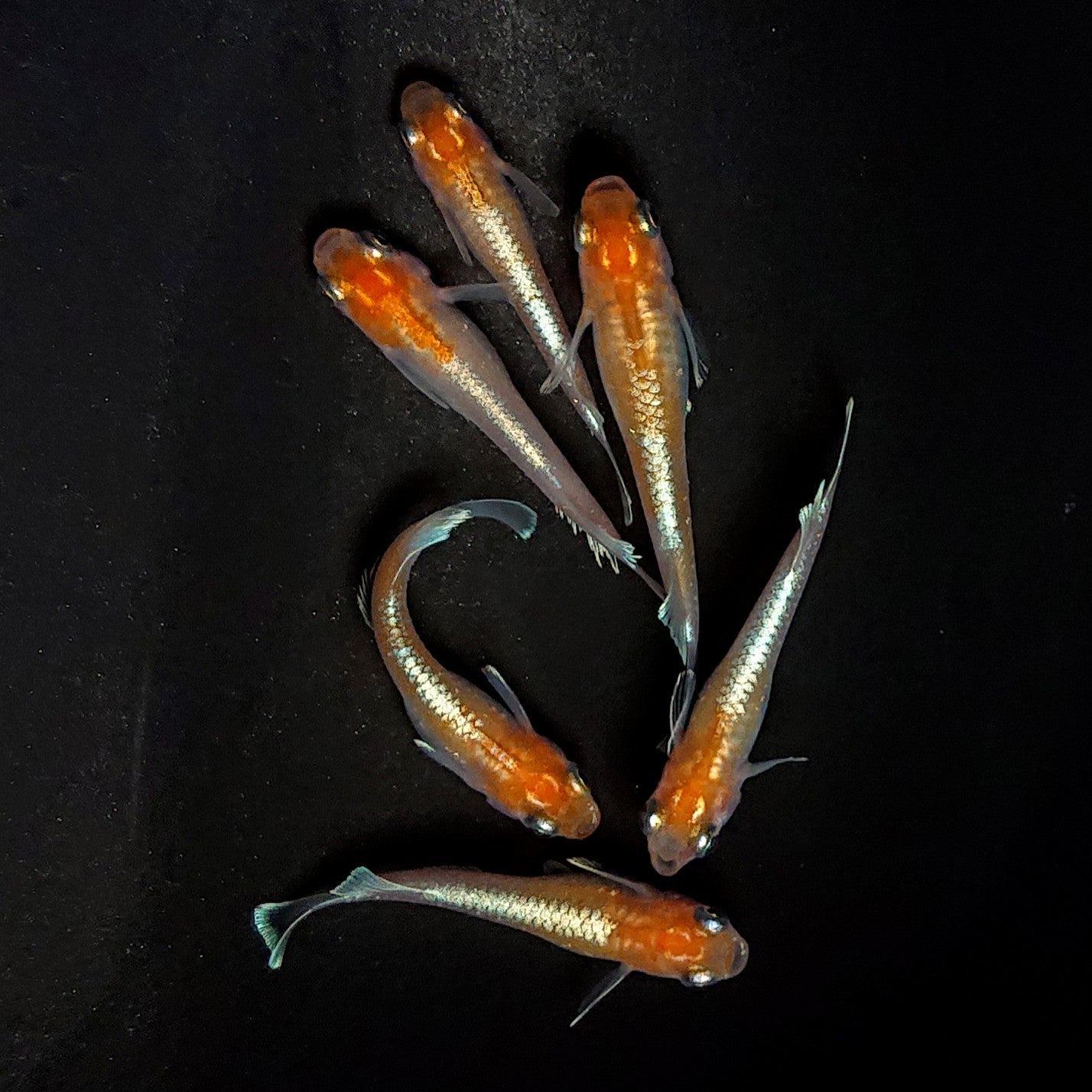 【現物】深紅のデーンモルフォキッシングΩ　6匹　オス2メス4　4042