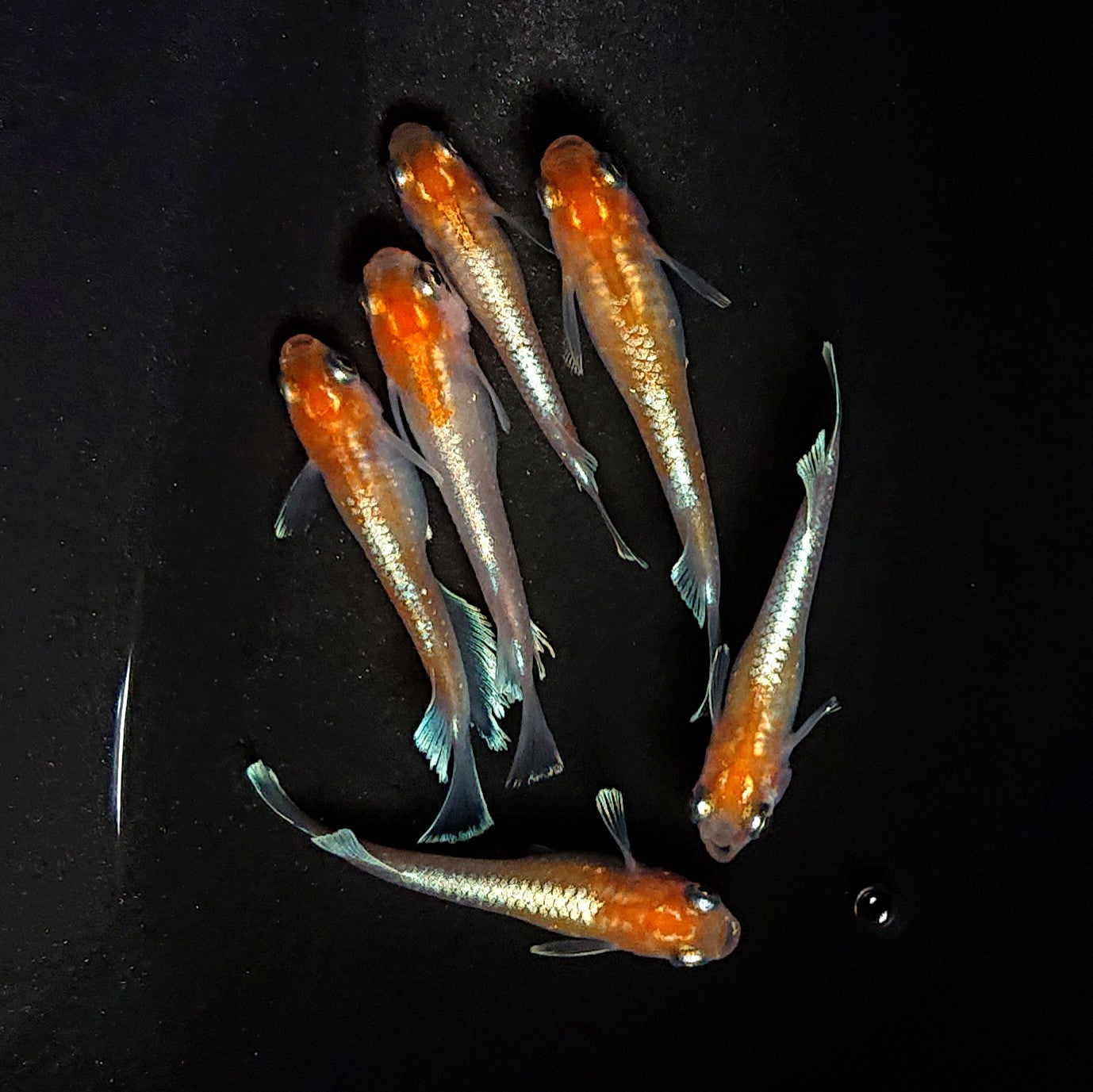 【現物】深紅のデーンモルフォキッシングΩ　6匹　オス2メス4　4042