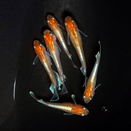 【現物】深紅のデーンモルフォキッシングΩ　6匹　オス2メス4　4042