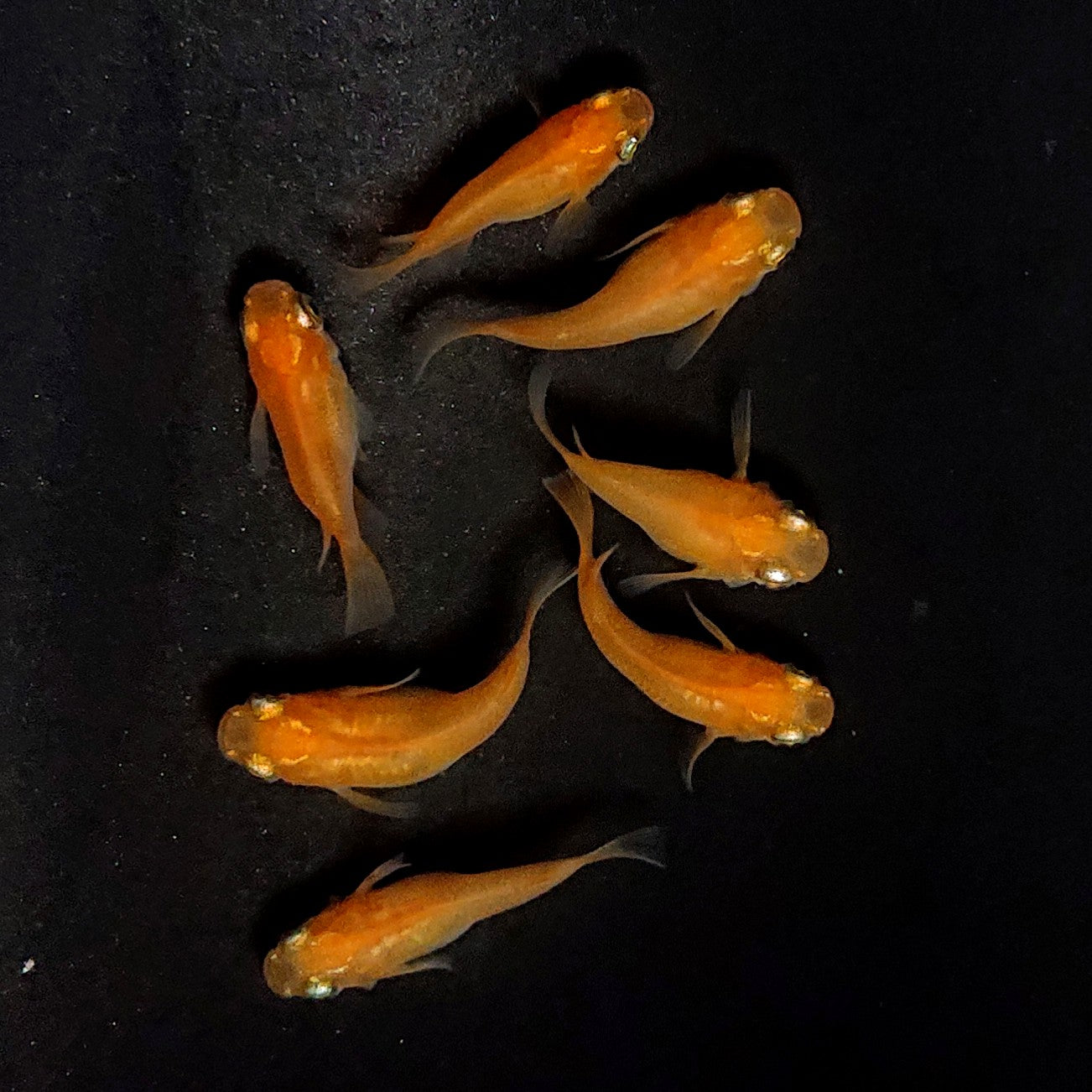 【現物】紅帝だるま　7匹　オス3メス4　4040