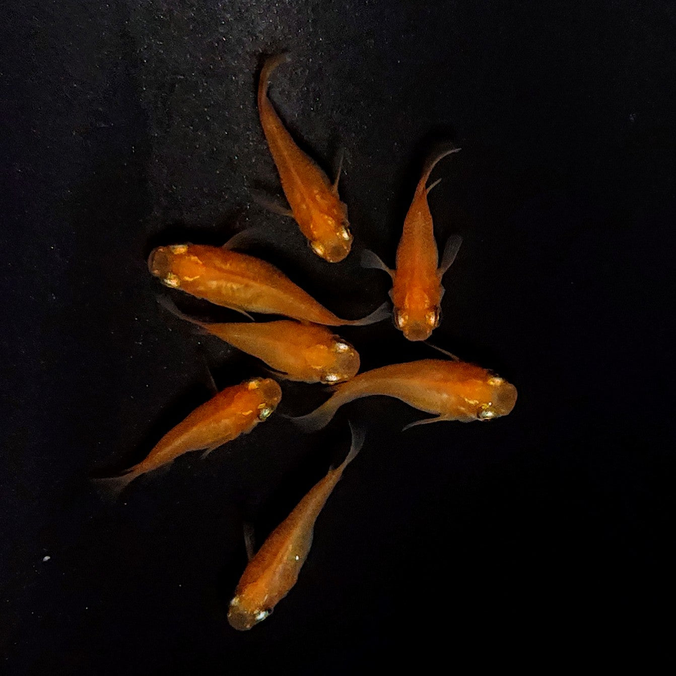 【現物】紅帝だるま　7匹　オス3メス4　4040