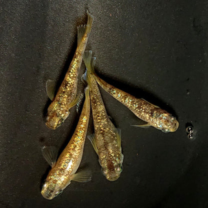 【現物】金箔和墨　2ペア　4039