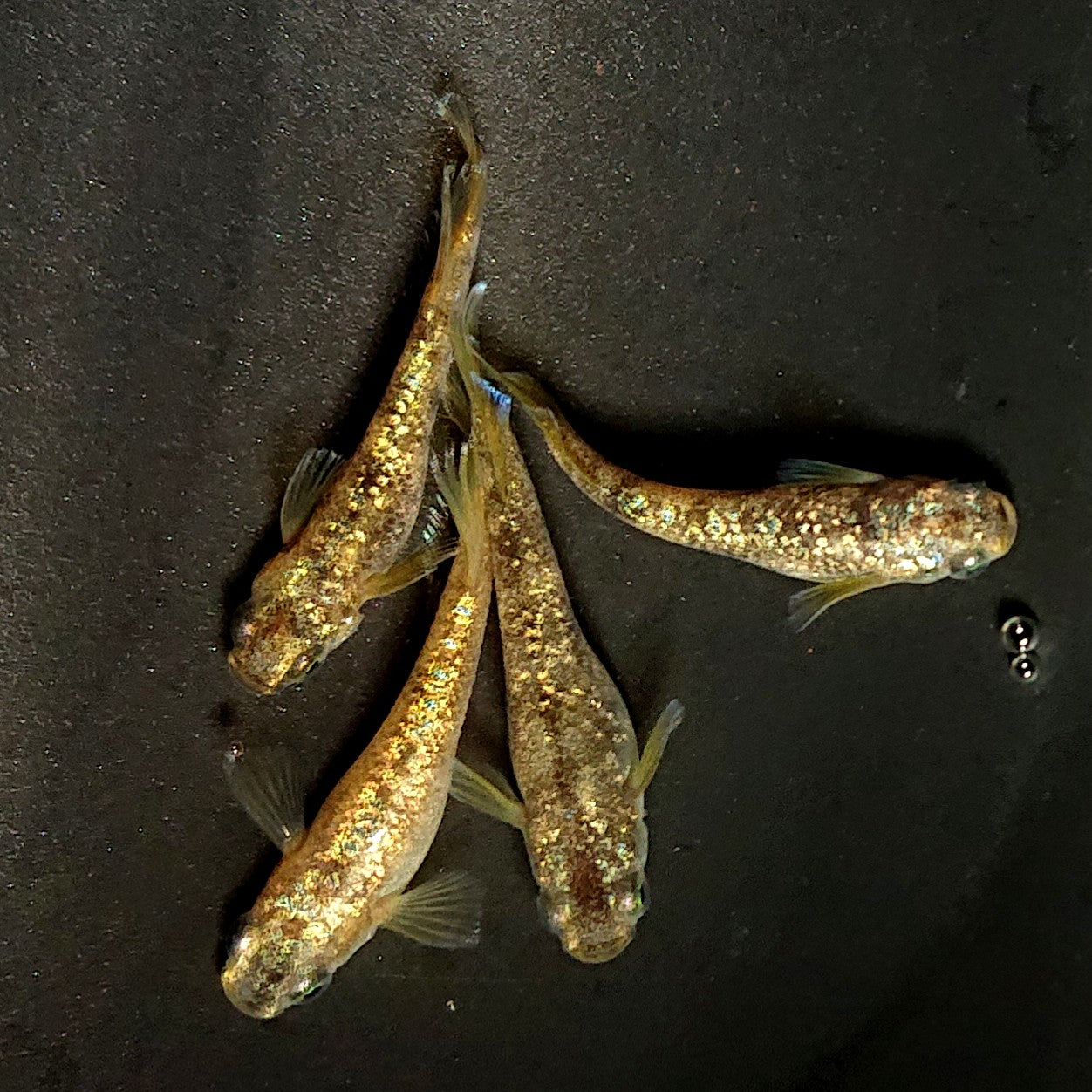 【現物】金箔和墨　2ペア　4039