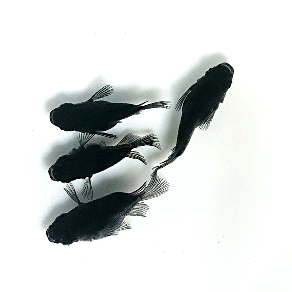 【現物】【上物】オロチ本だるま　2ペア　4038