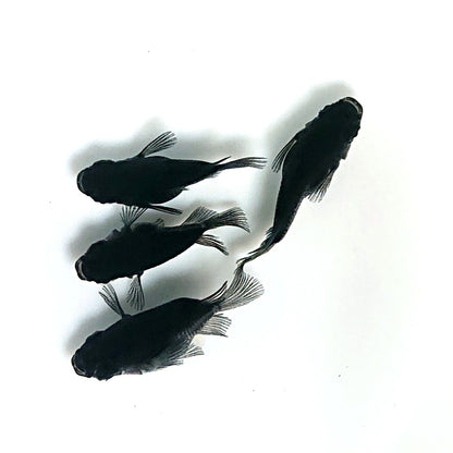 【現物】【上物】オロチ本だるま　2ペア　4038