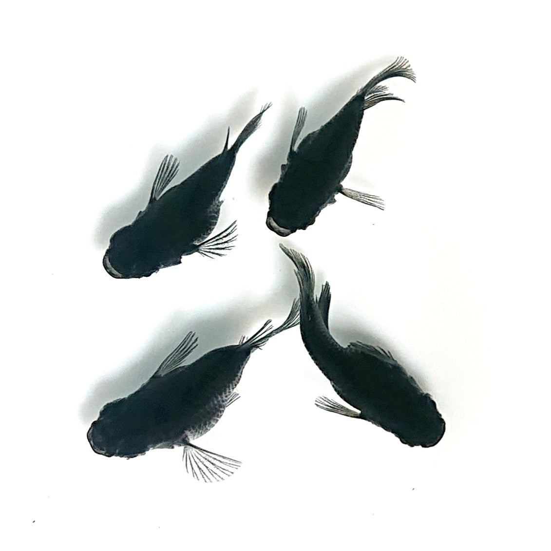 【現物】【上物】オロチ本だるま　2ペア　4038