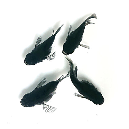 【現物】【上物】オロチ本だるま　2ペア　4038