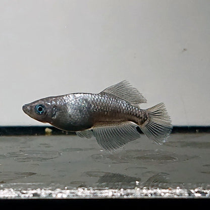 【いぶきの日】晶　5匹セット　4089