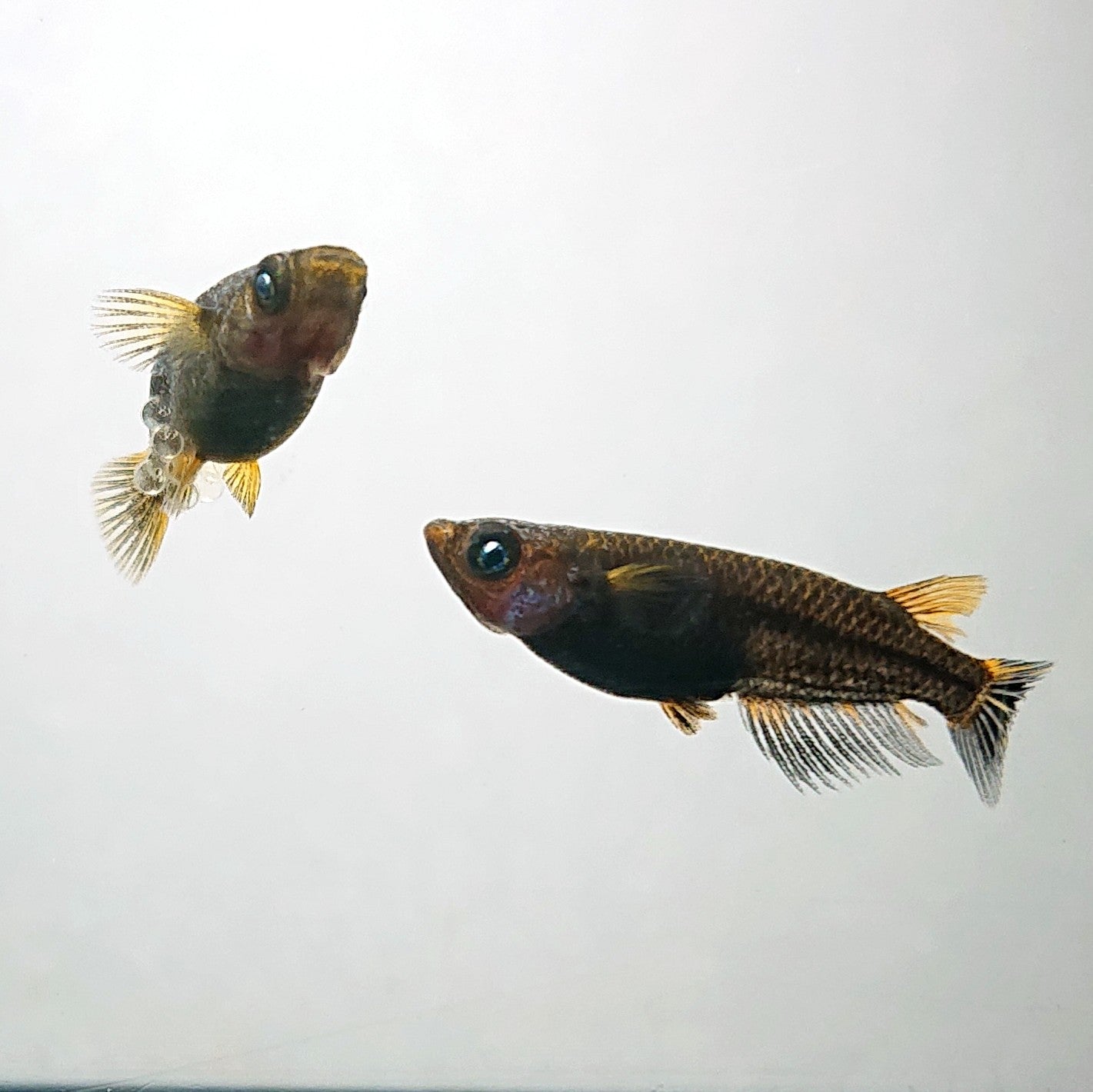 【現物】アトラスブループピラ　2ペア　4043