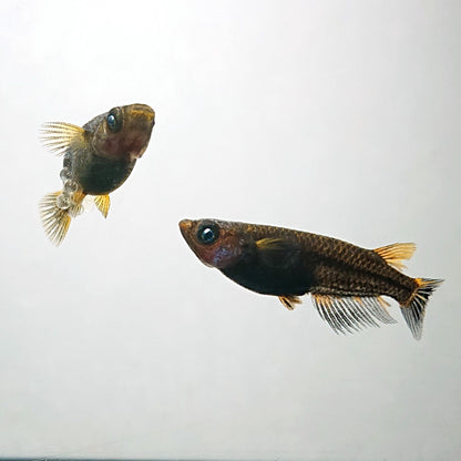 【現物】アトラスブループピラ　2ペア　4043