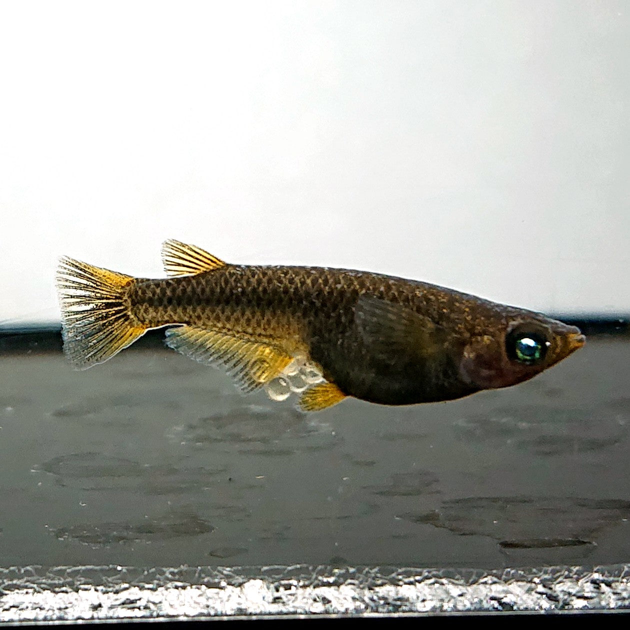 【現物】アトラスブループピラ　2ペア　4043