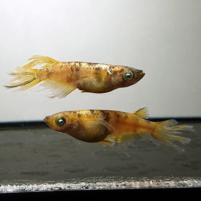 【現物】金閣 両眼アースアイ　3ペア　4049