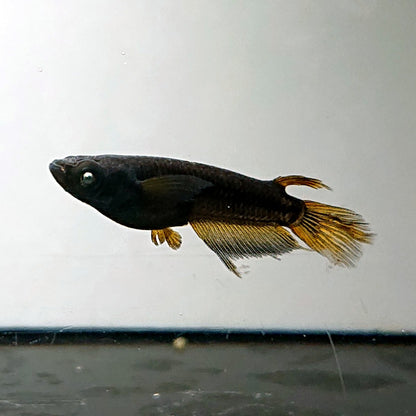 【現物】北辻GODアースアイ松井ヒレ長 両眼アースアイ　3匹　オス1メス2　4048