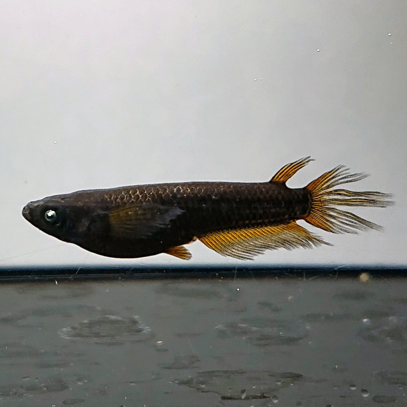 【現物】北辻GODアースアイ松井ヒレ長 両眼アースアイ　3匹　オス1メス2　4048