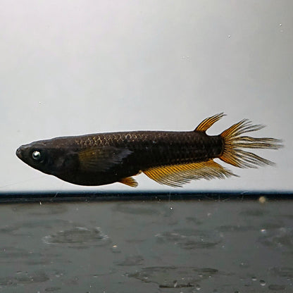 【現物】北辻GODアースアイ松井ヒレ長 両眼アースアイ　3匹　オス1メス2　4048