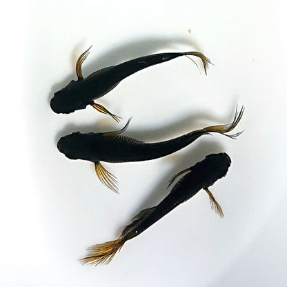 【現物】北辻GODアースアイ松井ヒレ長 両眼アースアイ　3匹　オス1メス2　4048