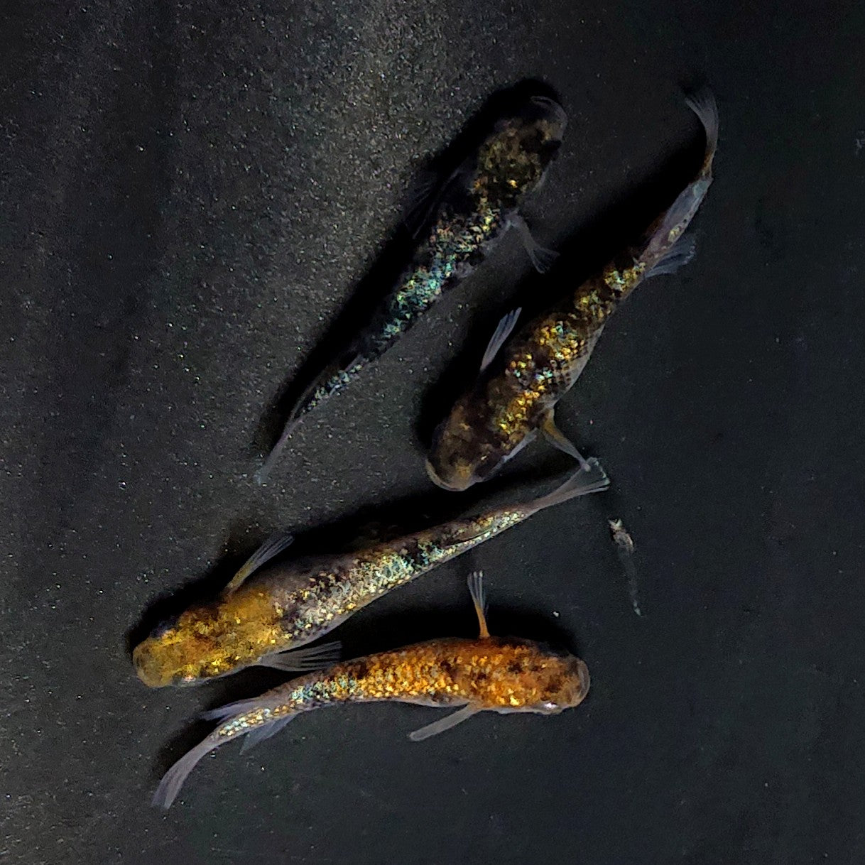 【現物】和墨星ラメ三色　2ペア　4045