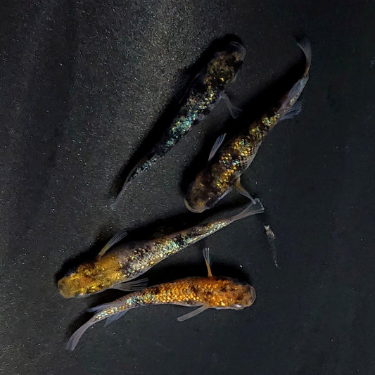 【現物】和墨星ラメ三色　2ペア　4045