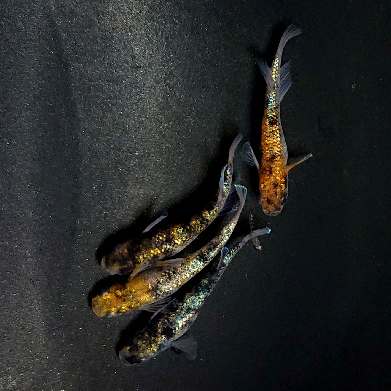 【現物】和墨星ラメ三色　2ペア　4045