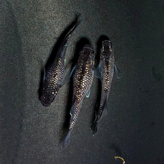 【いぶきの日】晶　5匹セット　4089