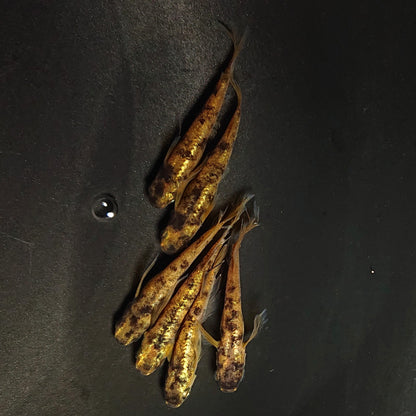 【現物】金閣 両眼アースアイ　3ペア　4049