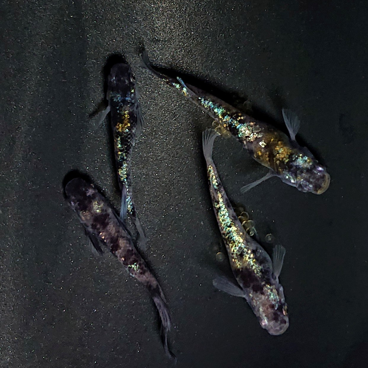 【現物】和墨星ラメ　2ペア　4046