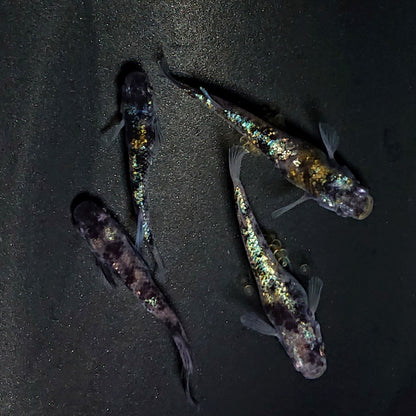 【現物】和墨星ラメ　2ペア　4046