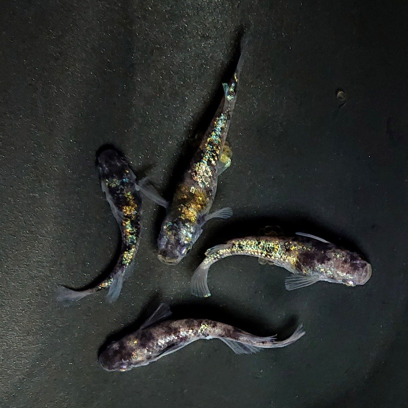 【現物】和墨星ラメ　2ペア　4046