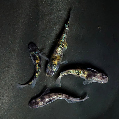 【現物】和墨星ラメ　2ペア　4046