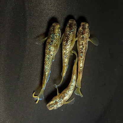 【現物】金箔和墨　2ペア　ブルーラメ　4044