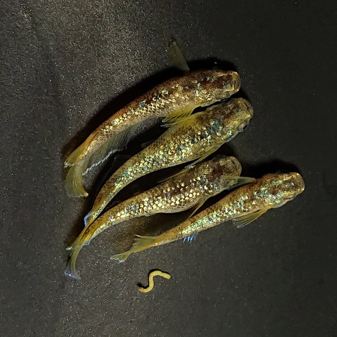 【現物】金箔和墨　2ペア　ブルーラメ　4044