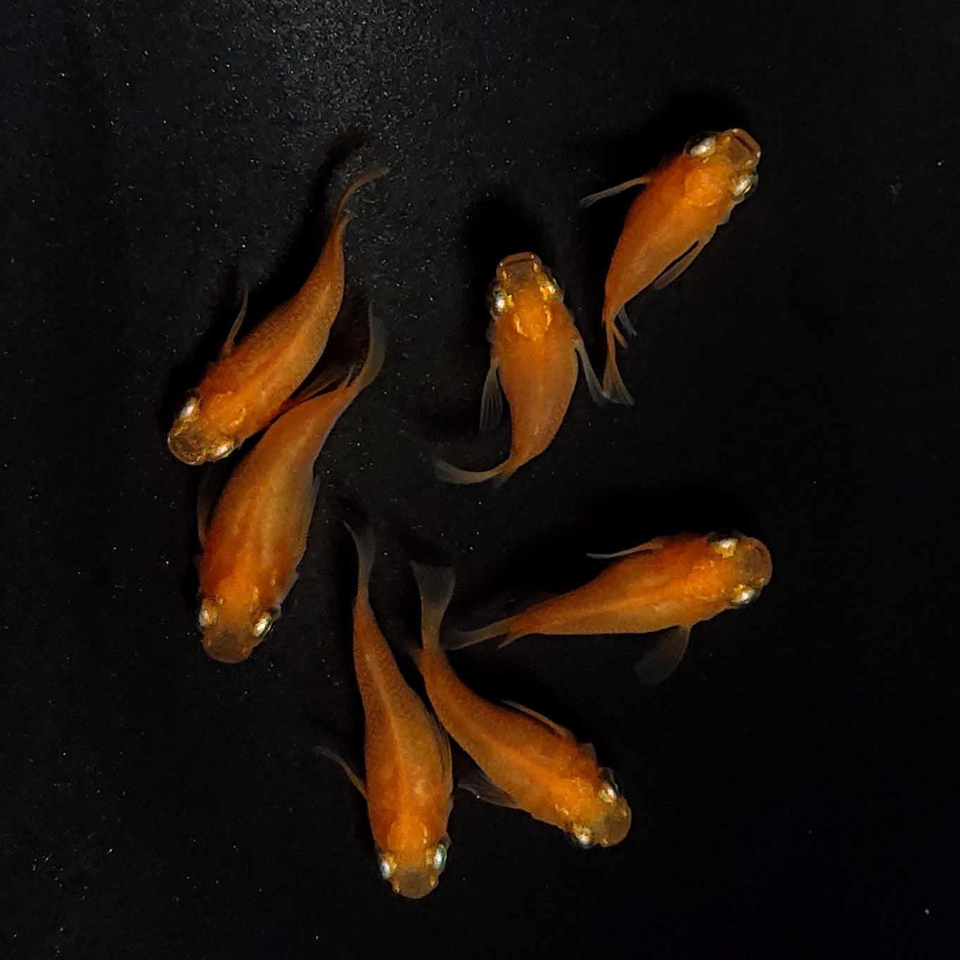 【現物】紅帝だるま　7匹　オス3メス4　4056