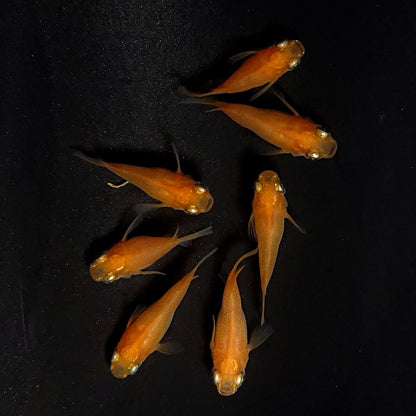 【現物】紅帝だるま　7匹　オス3メス4　4056
