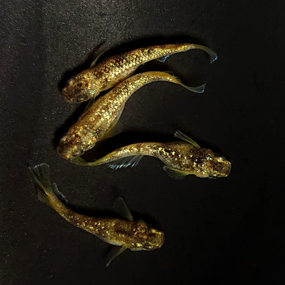 【現物】金箔和墨　2ペア　4053