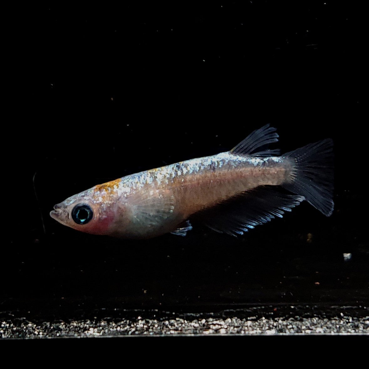 【現物】【NEW】桔梗菊ブルー 抱卵個体　2ペア　4060