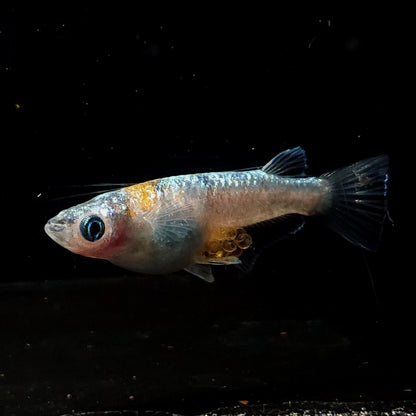 【現物】【NEW】桔梗菊ブルー 抱卵個体　2ペア　4060