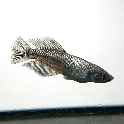 【現物】晶　3匹　オス1メス2　4066