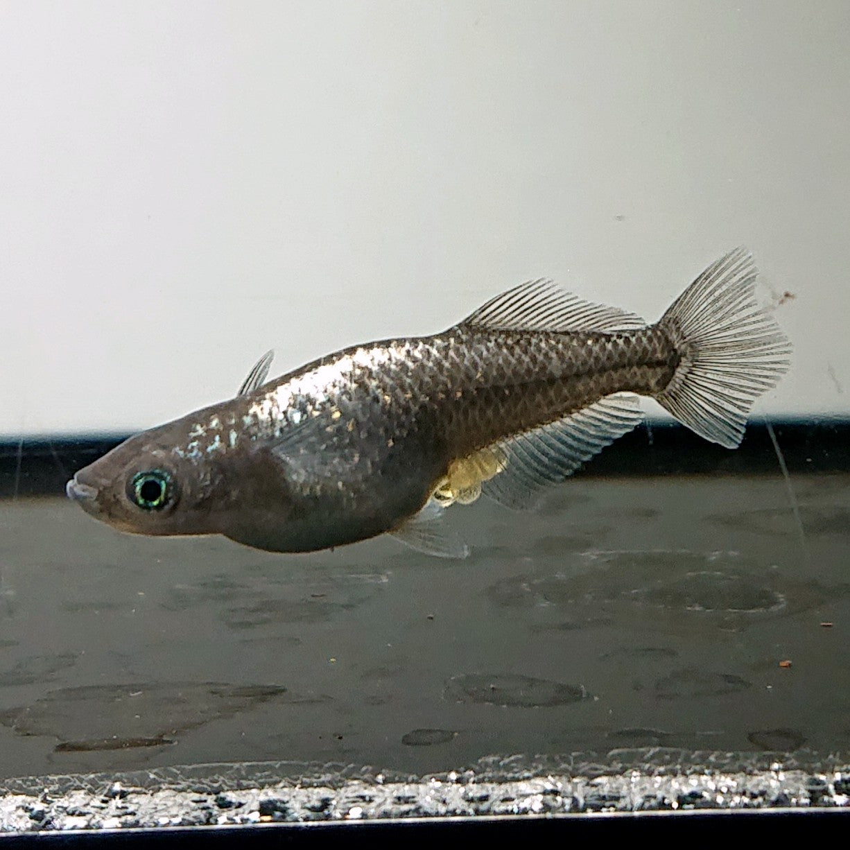 【現物】晶　3匹　オス1メス2　4066